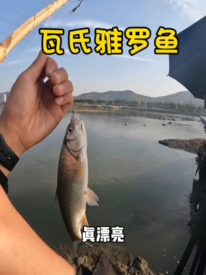 据说这种鱼三百块钱一斤?