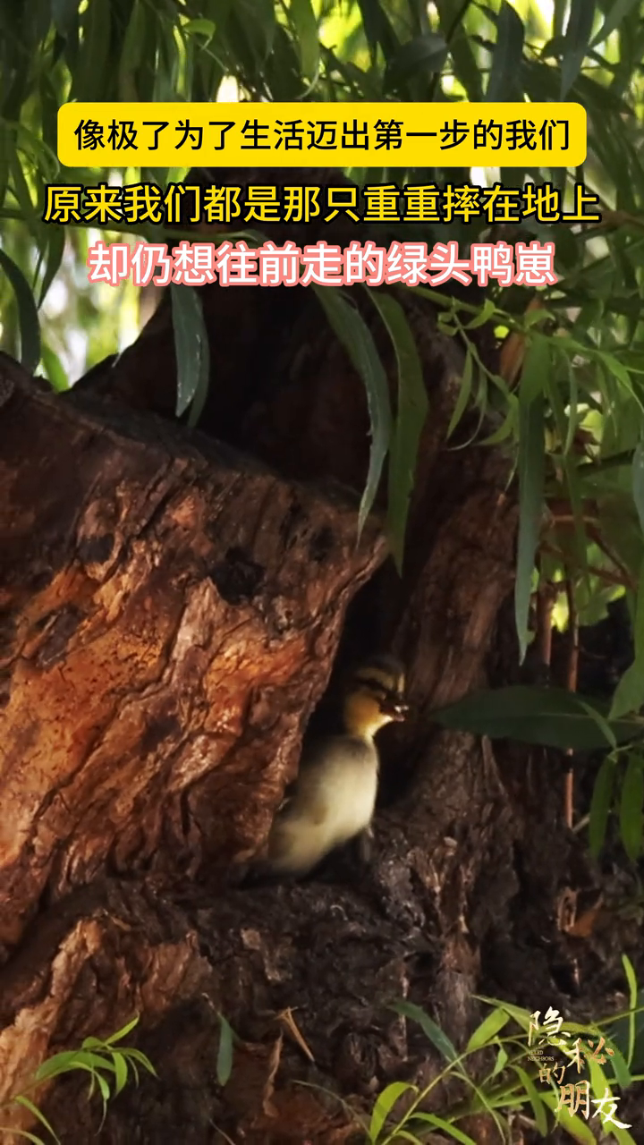 迈出“鸭”生第一步:直击出生仅24小时的绿头鸭幼崽“跳巢”
