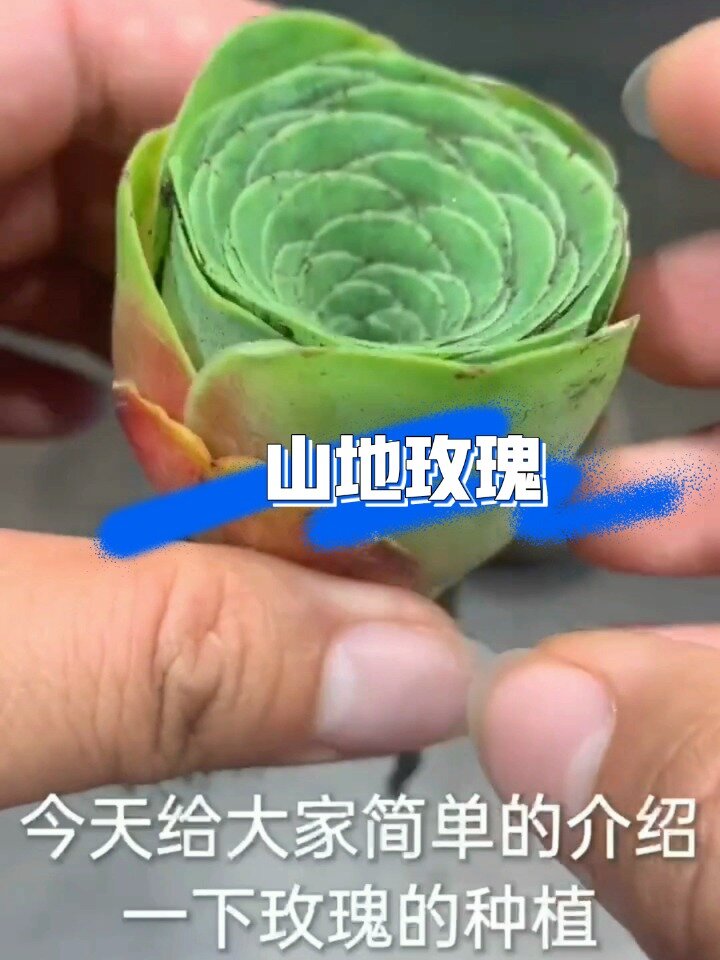 多肉植物-山地玫瑰夏季养护