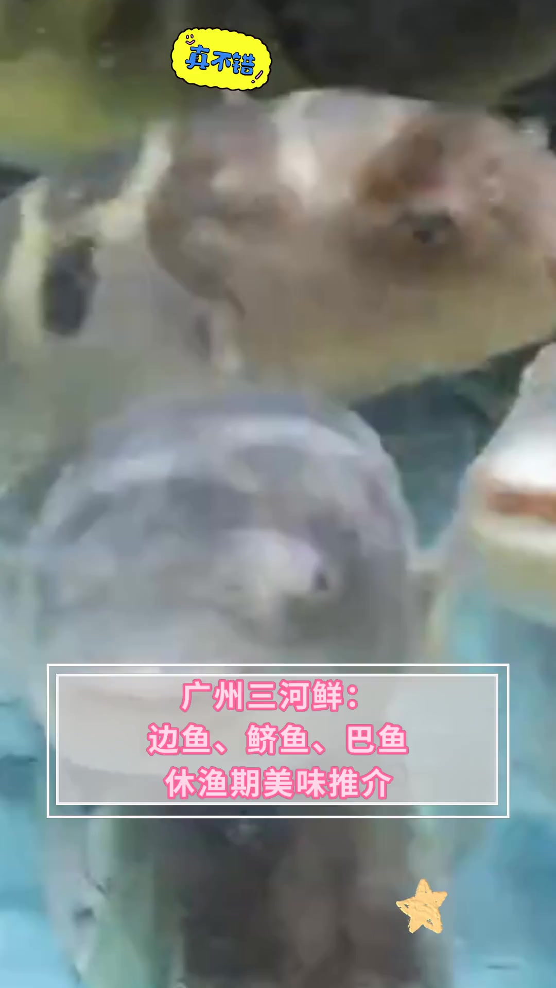 广州三河鲜:边鱼、鲚鱼、巴鱼,休渔期美味推介