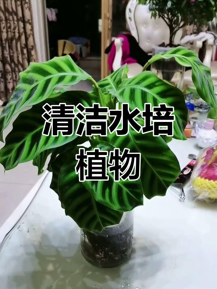 水培天鹅绒,轻松养护