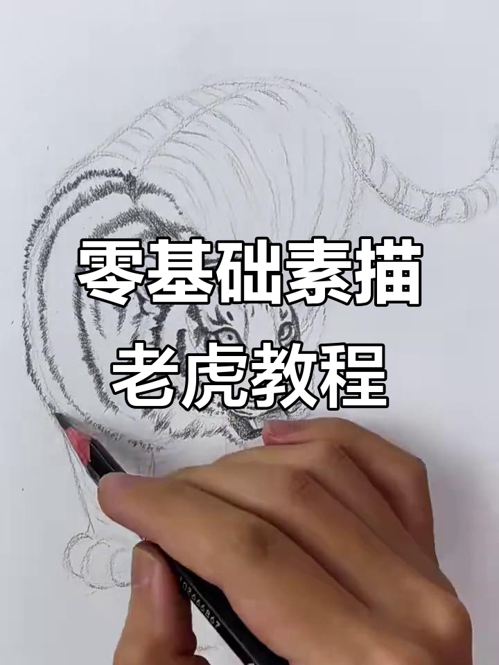 从零基础到素描老虎,简单步骤教你画出栩栩如生的猛虎