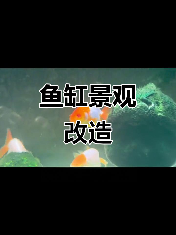 鱼缸造景大变身，沉木与水草的完美结合