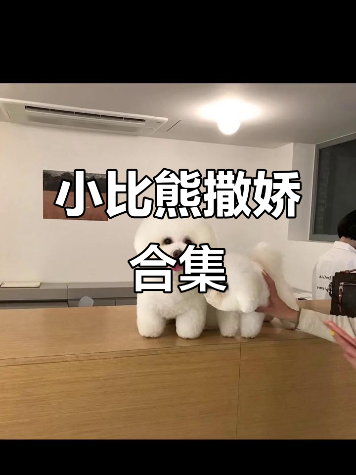 小比熊撒娇萌态,软乎乎的小猪叫声太可爱了