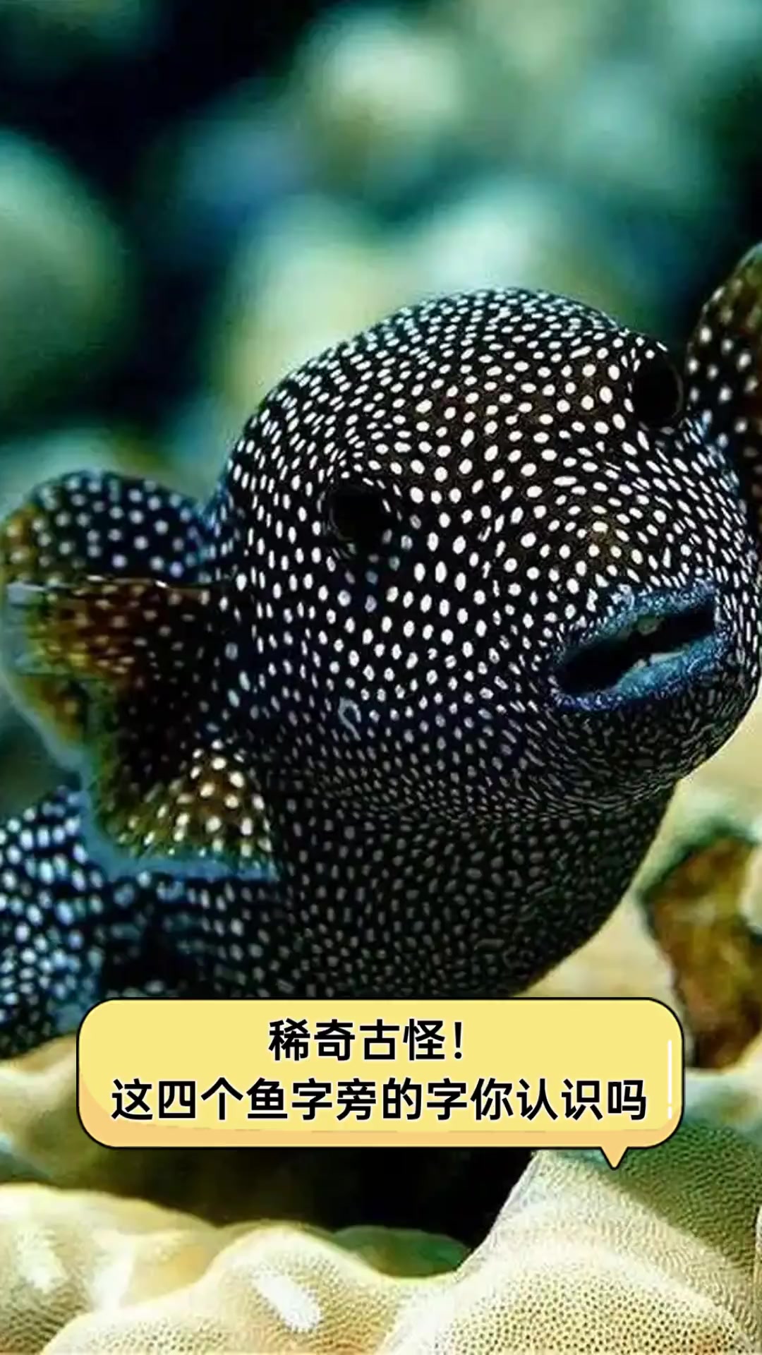 稀奇古怪!这四个鱼字旁的字你认识吗