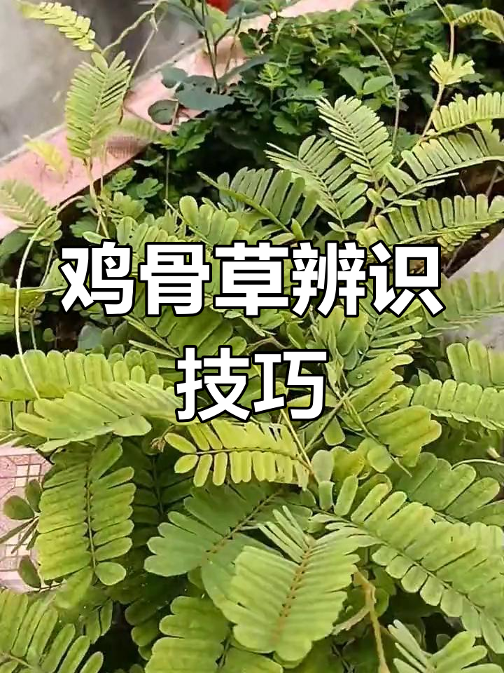 教你辨别真假鸡骨草,叶子毛与无毛区别大
