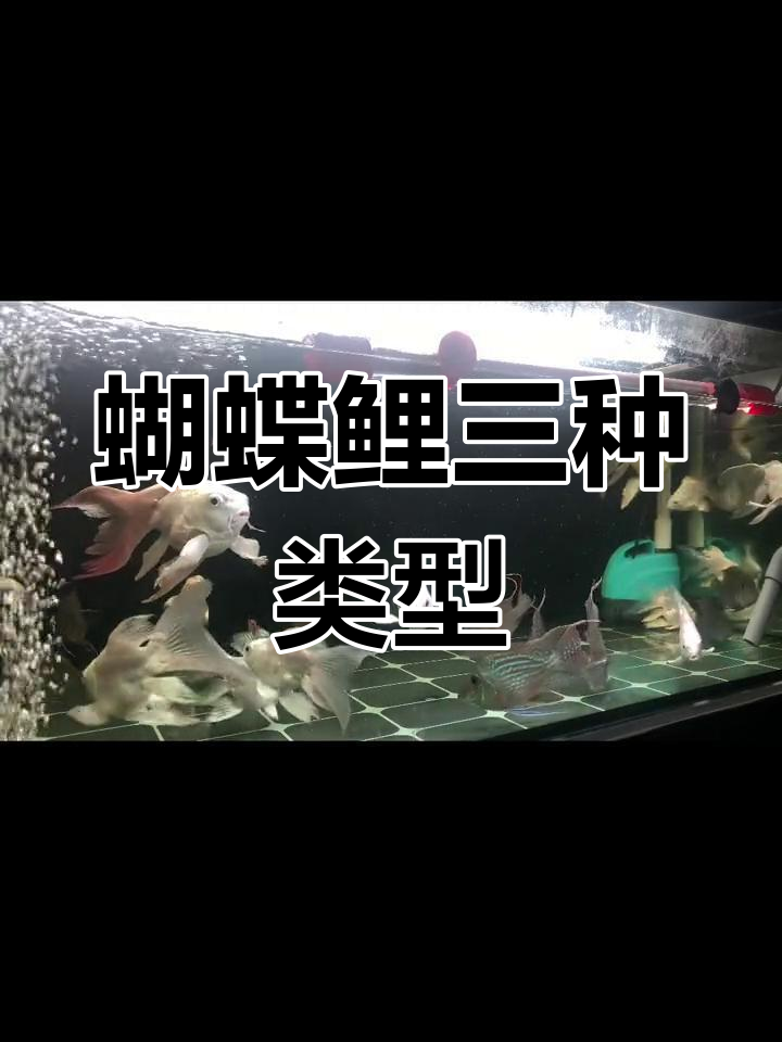 蝴蝶鲤鱼价格差异揭秘