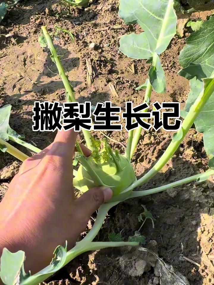 撇梨咸菜疙瘩的生长过程,叶子被羊吃得好可爱