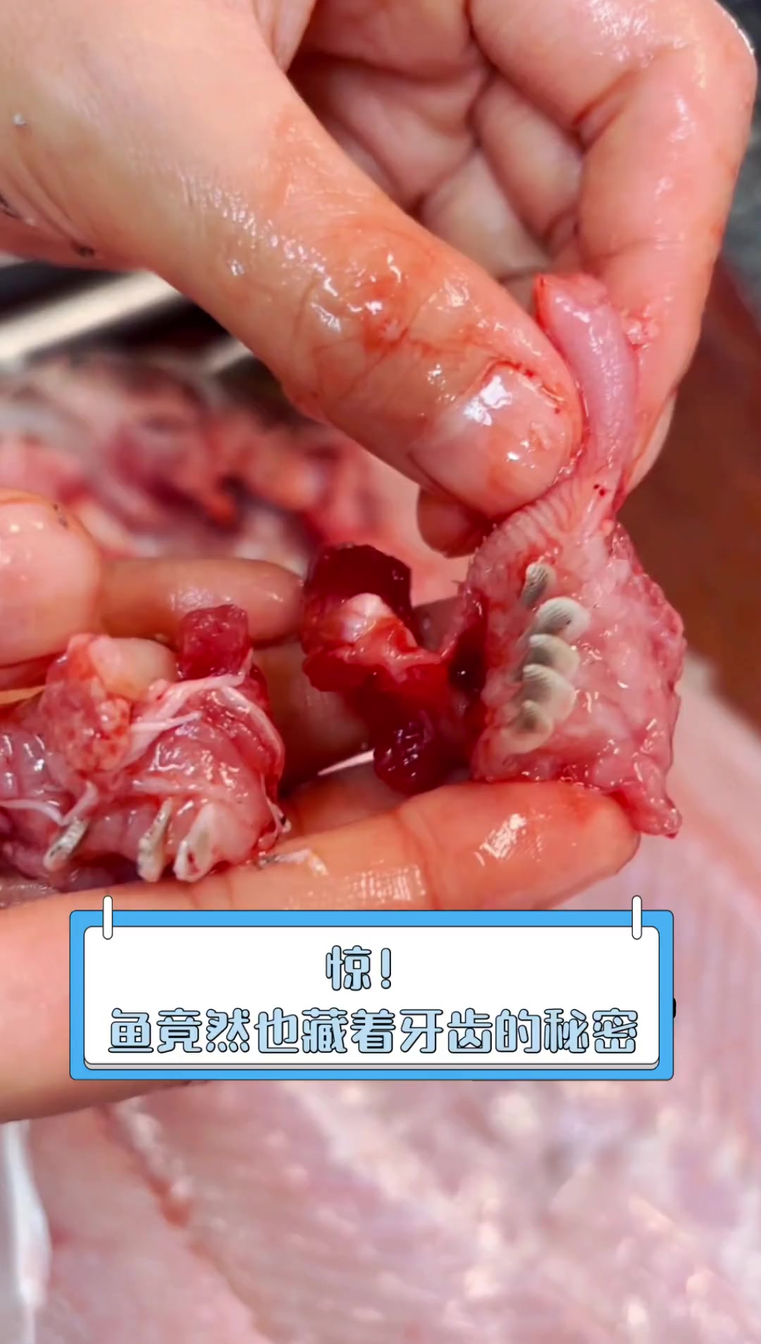 惊!鱼竟然也藏着牙齿的秘密