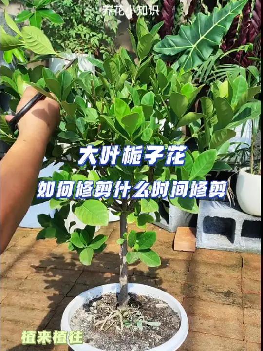 栀子花如何修剪,什么时间修剪。养花小知识 分享养花经验 栀子花 园艺生活