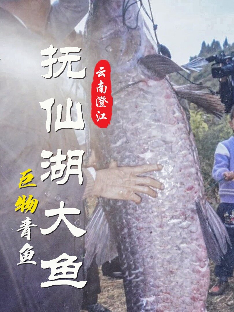 云南抚仙湖中最大的鱼究竟有多大?