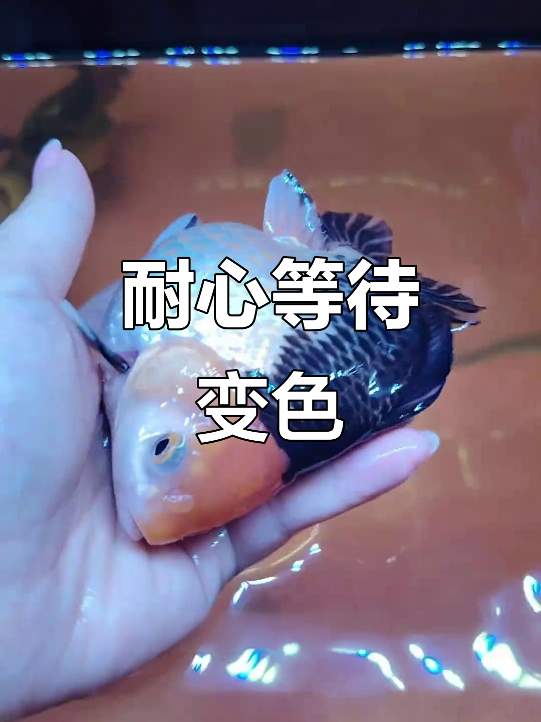 别急,颜色会变的,耐心点!