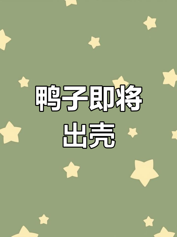 柯尔鸭孵化接近尾声,停止翻蛋等待啄壳