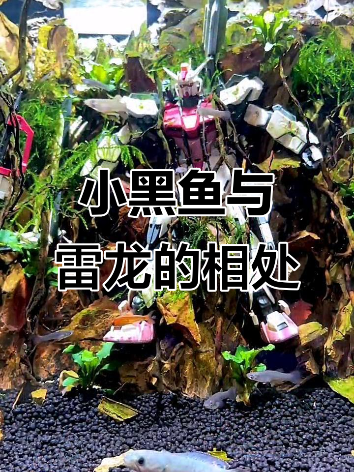 小黑鱼和雷龙能和平共处吗?担心变成“吞食大战”