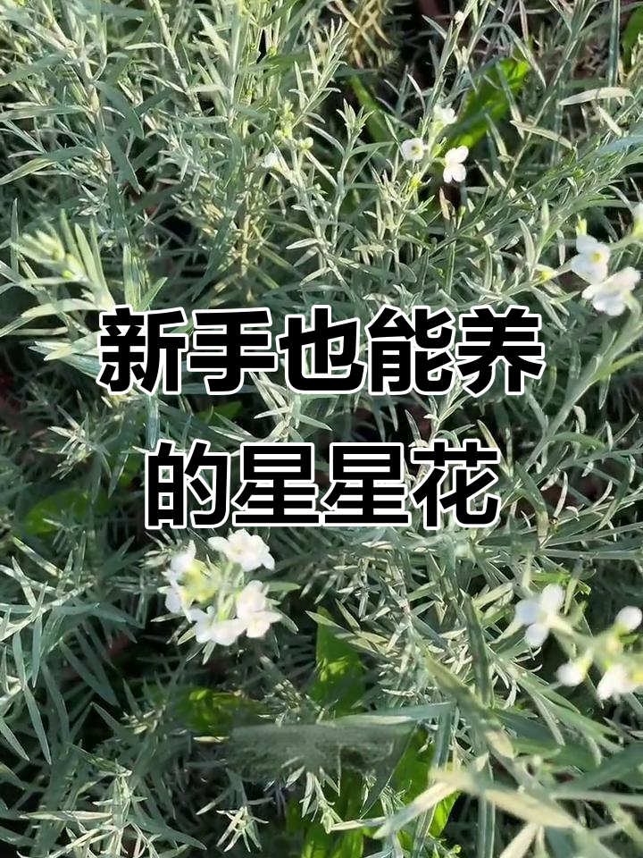 柳叶星河花:新手必养,轻松开花爆盆!