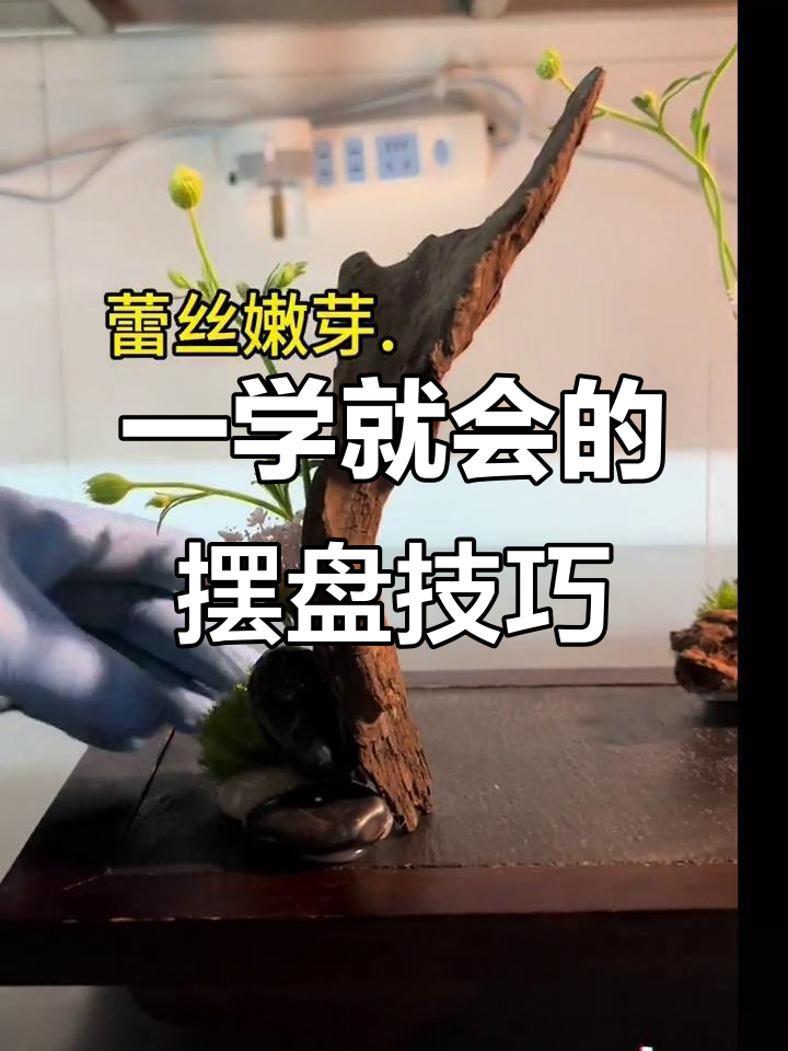 简单几步学会米其林摆盘技巧,中餐魅力轻松呈现