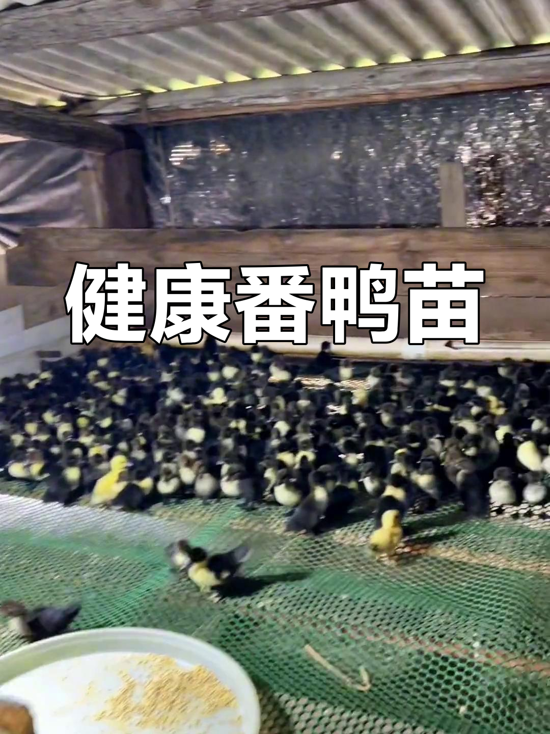 优质番鸭苗,供应稳定