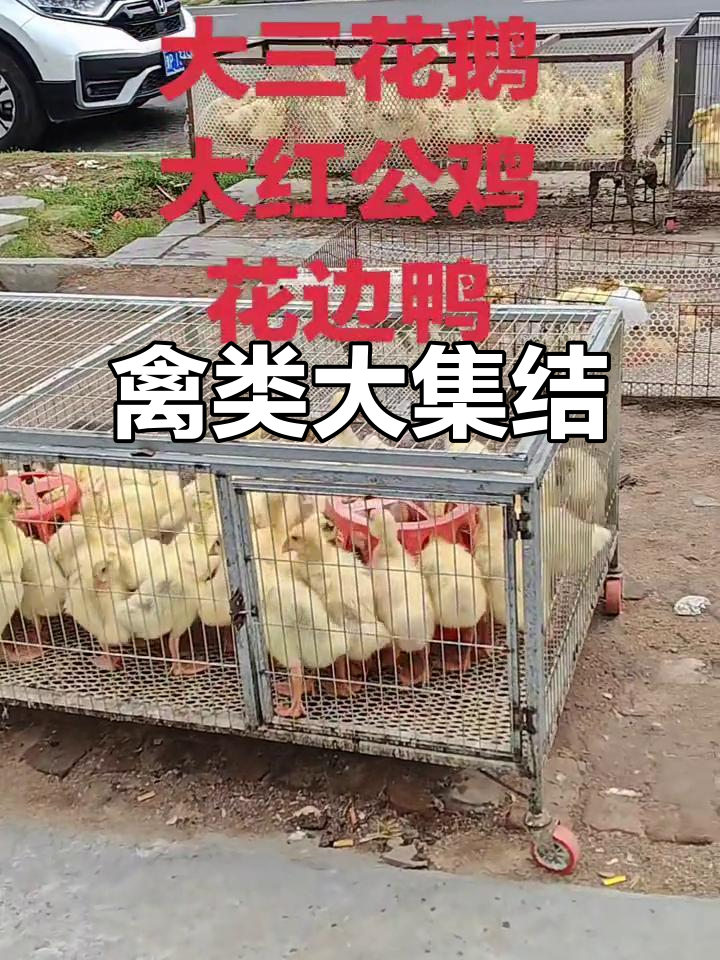 大三花鹅与K9公鸡,小鸭齐聚一堂