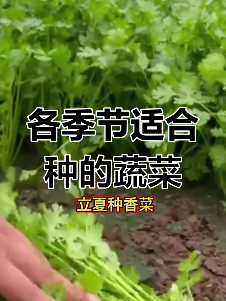 一年四季种什么菜最合适?从立春到寒露的蔬菜种植全攻略
