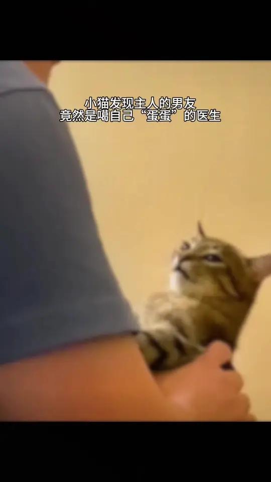 小猫得知主人的男朋友是噶自己“蛋蛋”的医生后,感觉整个天都塌了 小鸡小鸡之meco不mec