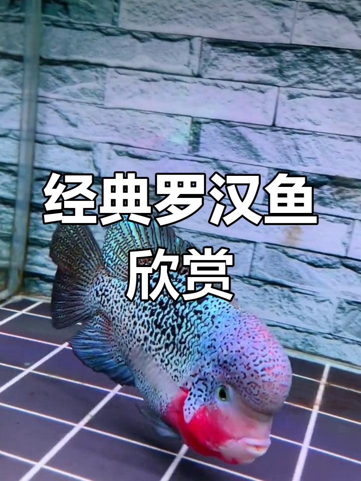 精美古典罗汉鱼,尽显魅力