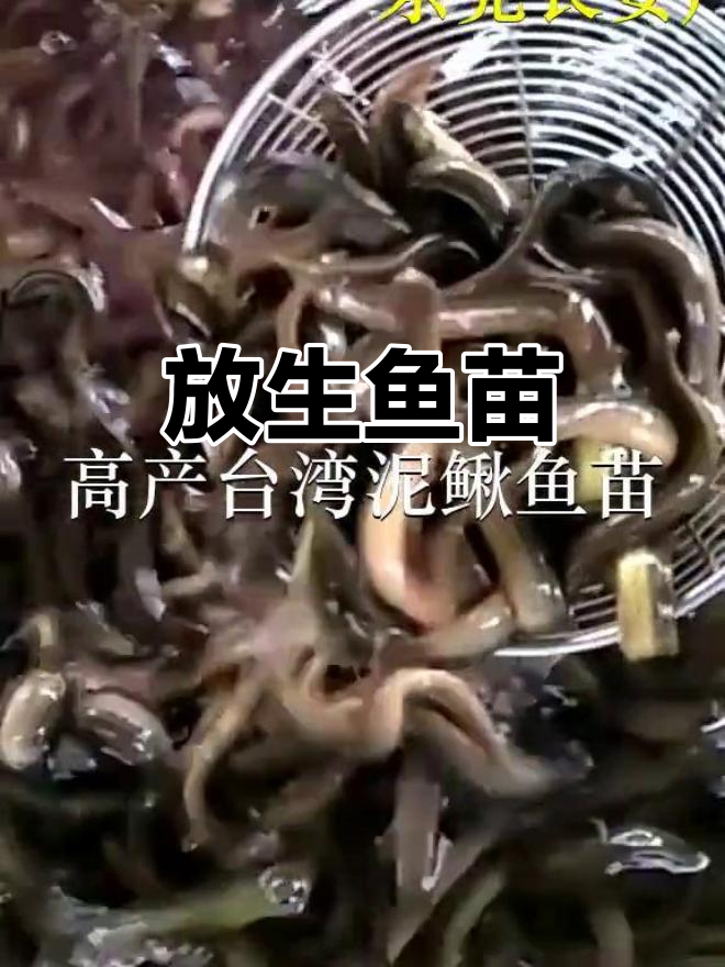 各地鱼苗场,放生新生命