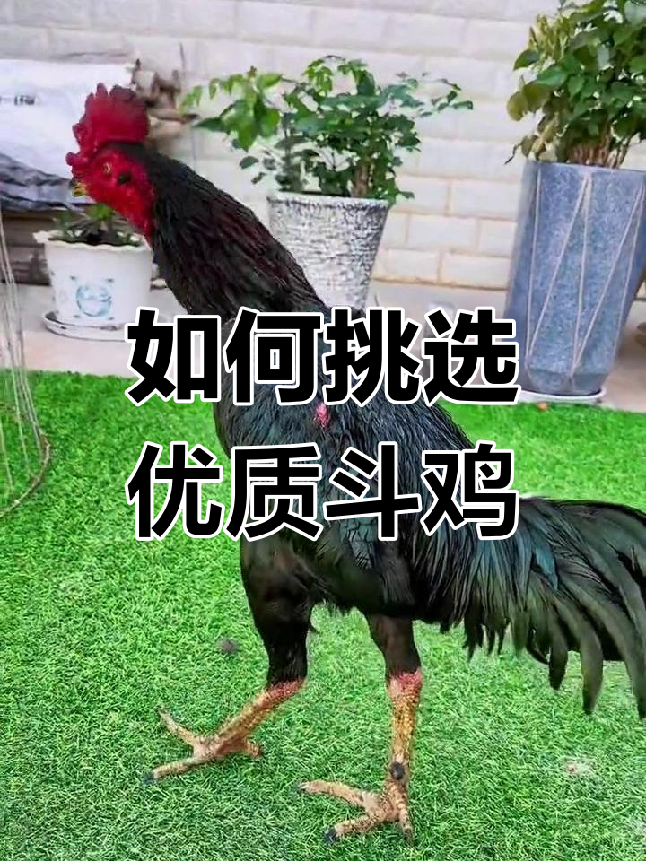 选斗鸡必看:头部、身架、腿部全解析