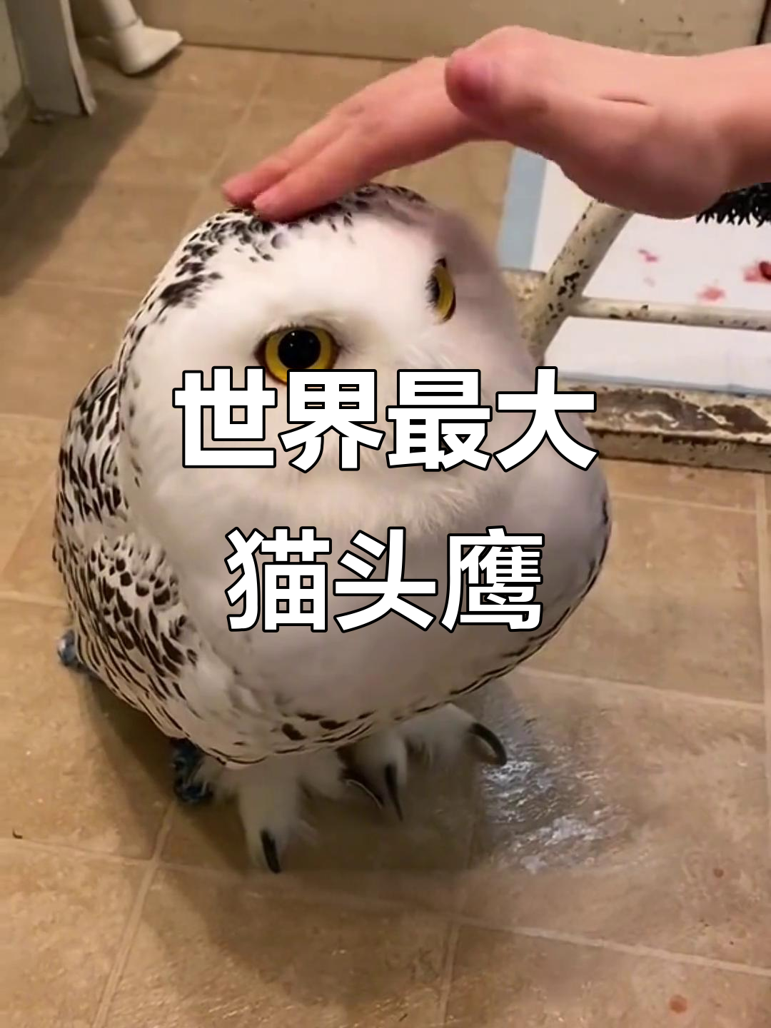 雪鸮:猫头鹰中的“猛禽之王”,哈利波特海德薇原型揭秘
