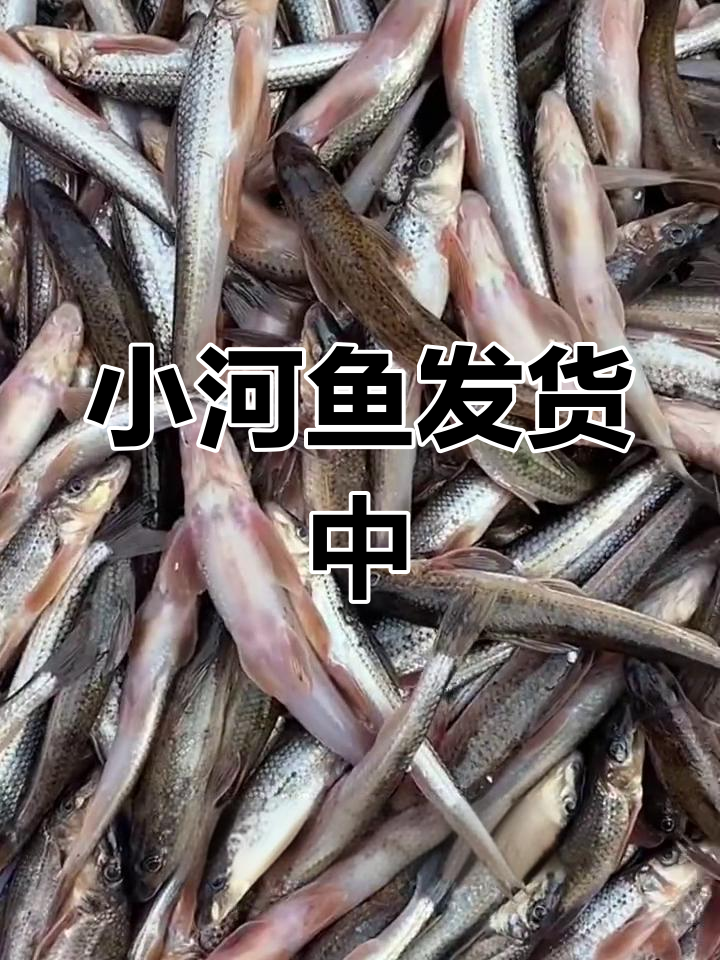 新鲜川钉子鱼,肉质鲜美