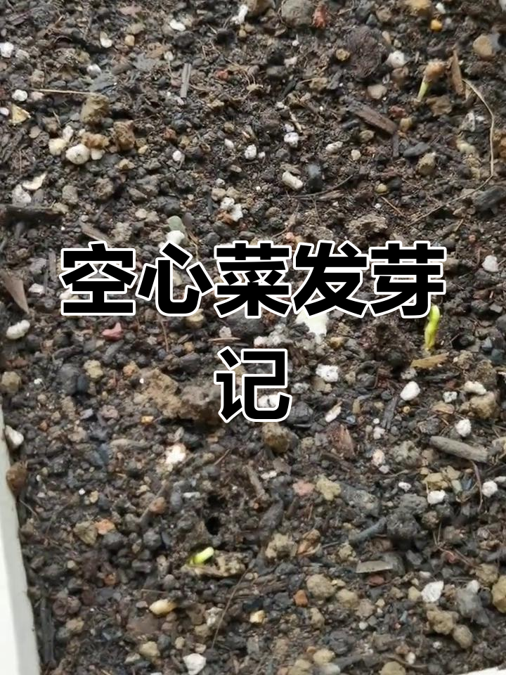 空心菜种子终于发芽,阳台种植生活记录
