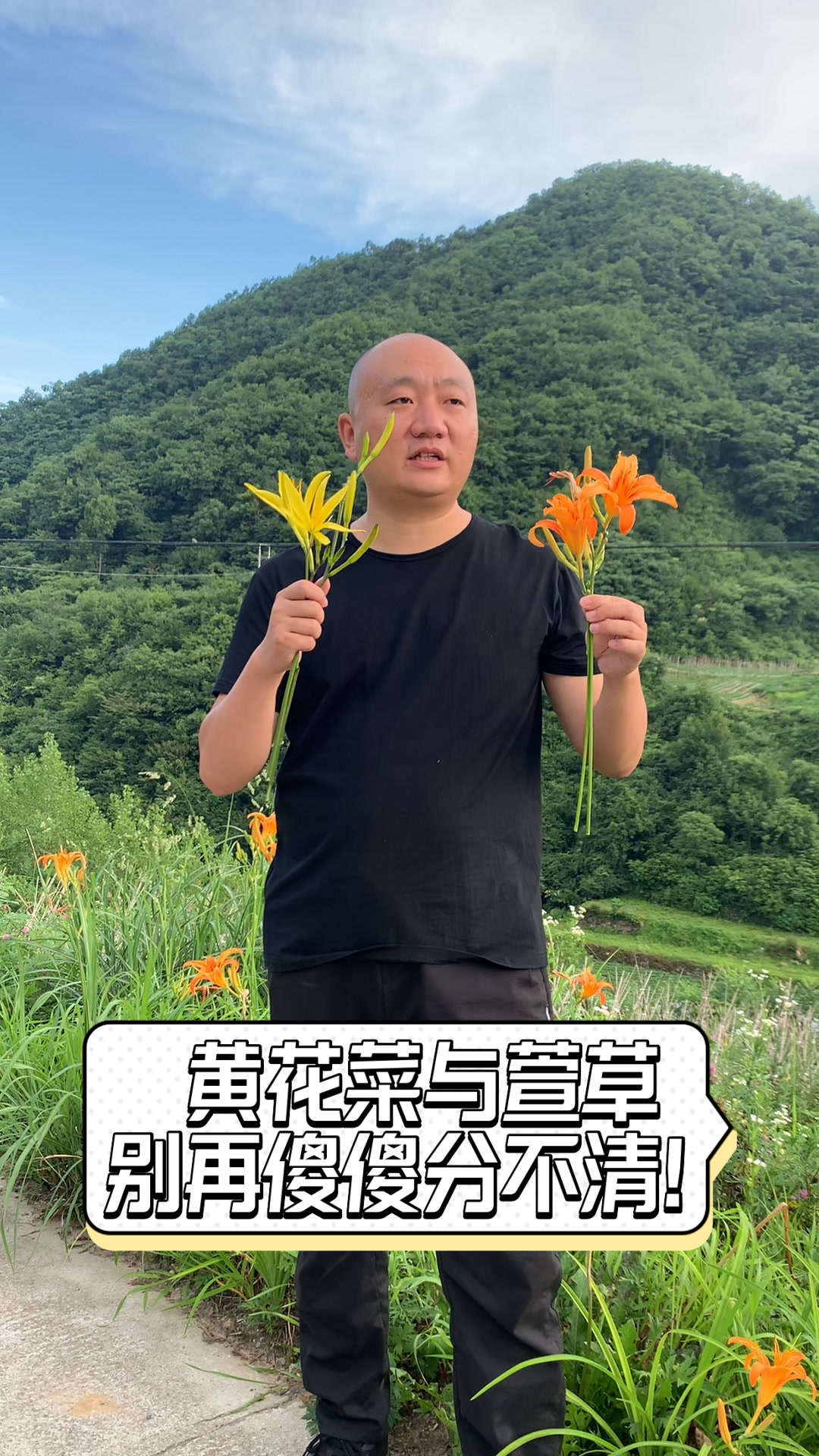 黄花菜与萱草,别再傻傻分不清!
