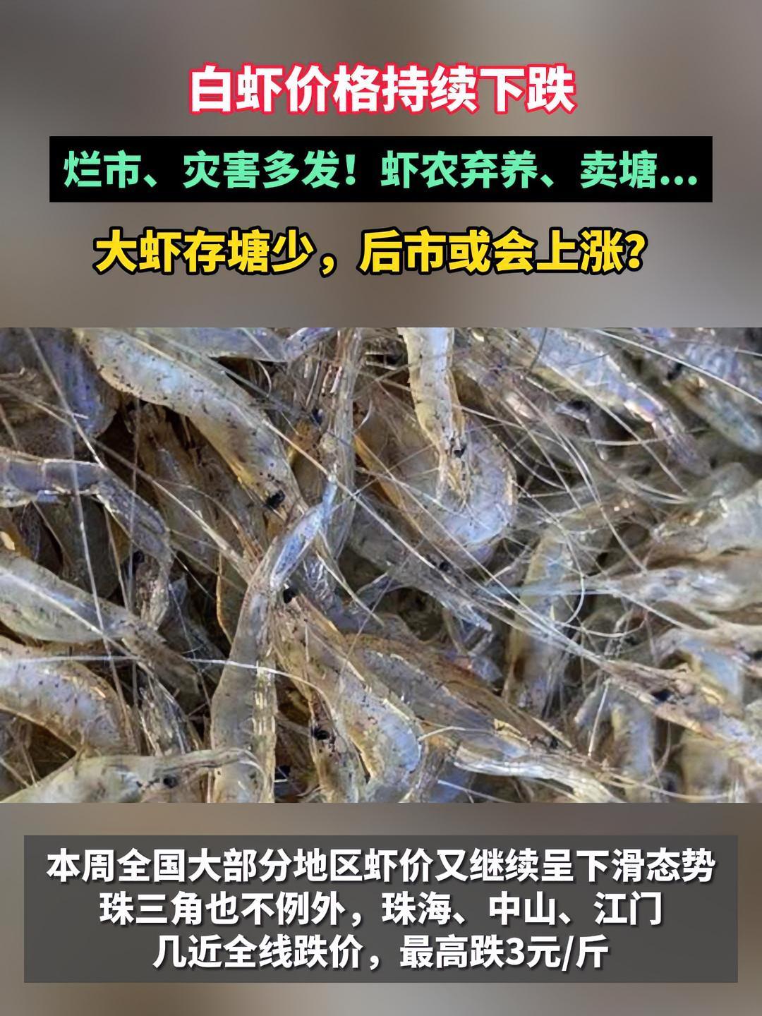 白虾价格持续下跌!大虾存塘少,后市或会上涨?南美白对虾 水产养殖 三农