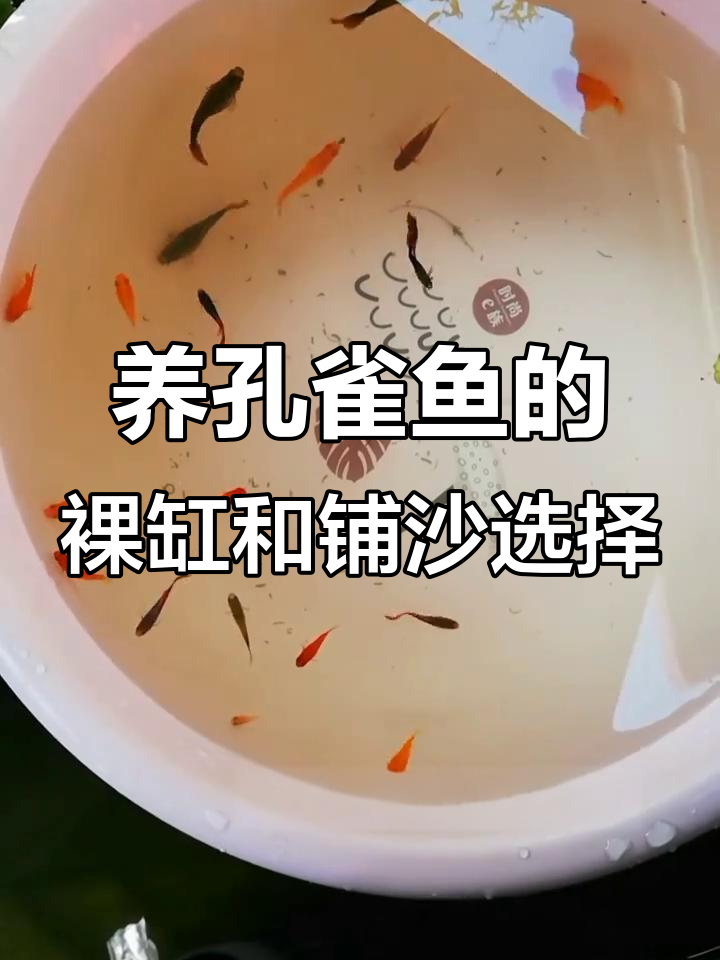 裸缸与铺沙鱼缸的优缺点分析,哪种更适合养孔雀鱼?