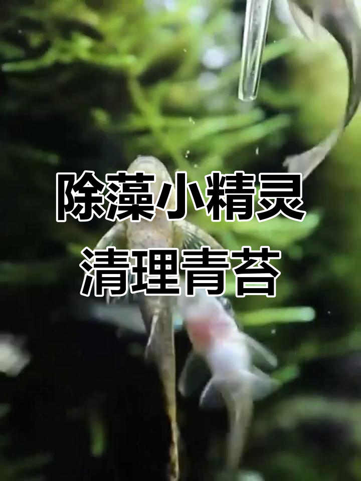 小型工具鱼轻松刮青苔,水草缸清洁新方法