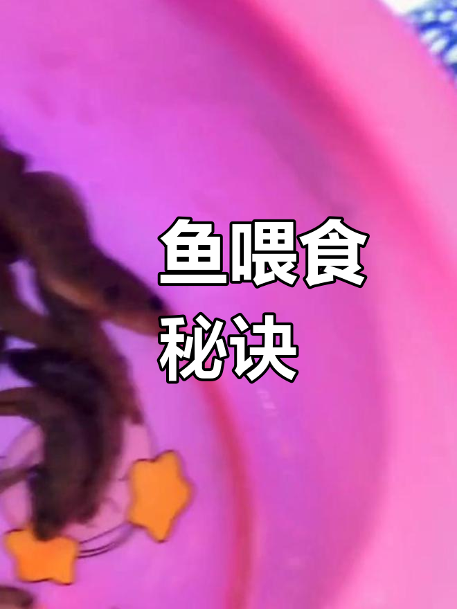 魟鱼喂养小技巧:多样化食物,保持营养均衡