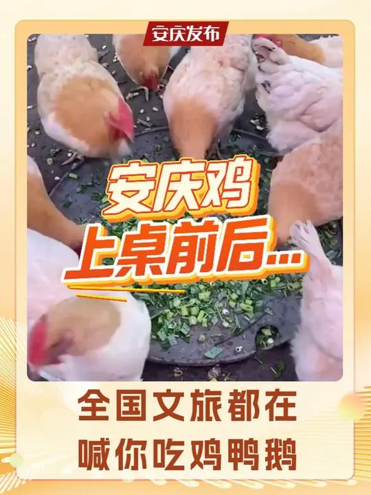 安庆鸡上桌前vs上桌后 鸡汤泡炒米+红烧小仔鸡申请出战!
