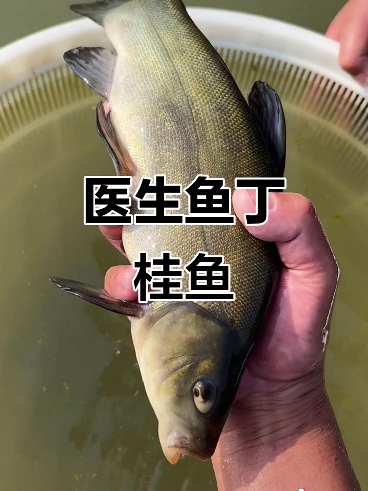 丁桂鱼:能治愈伤口的医生鱼,高密度养殖新宠