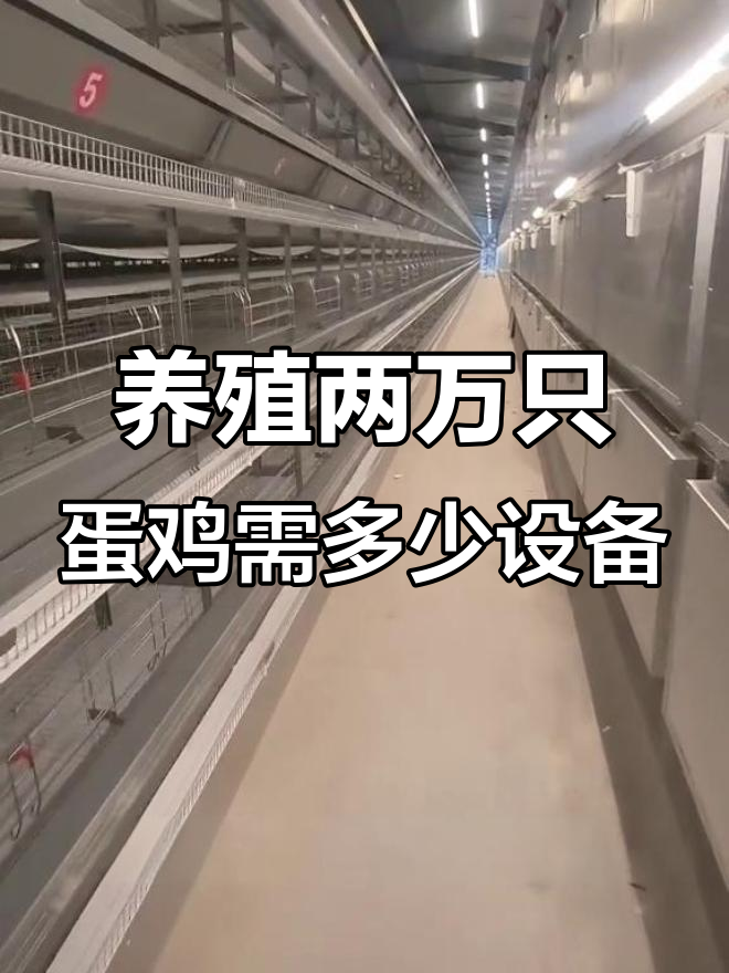 养两万只蛋鸡自动化设备投资分析,四十五万搞定!