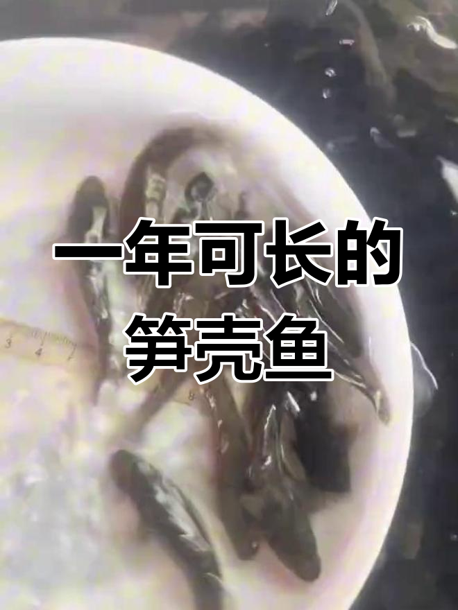 云斑尖沙塘鳢:一年长一斤,肉质鲜美