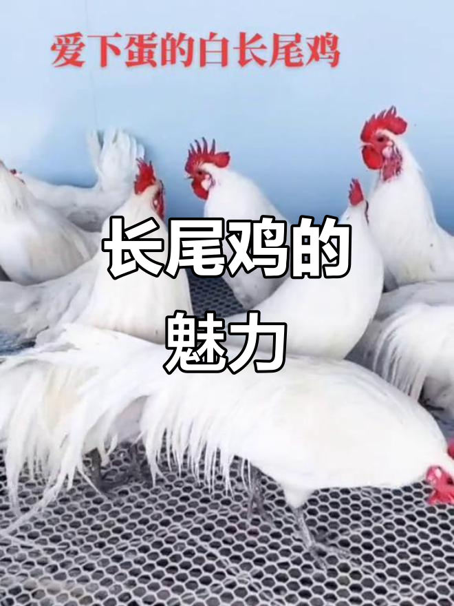 济宁冠鼎养殖:长尾鸡成新宠,美丽如凤凰