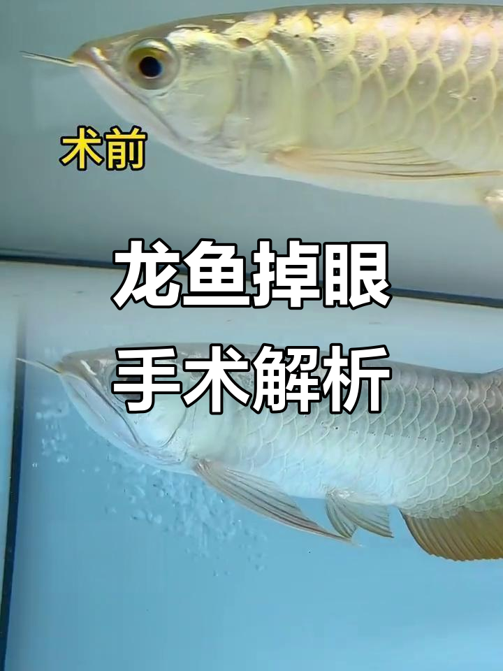 龙鱼掉眼手术全过程,眼球恢复关键操作揭秘