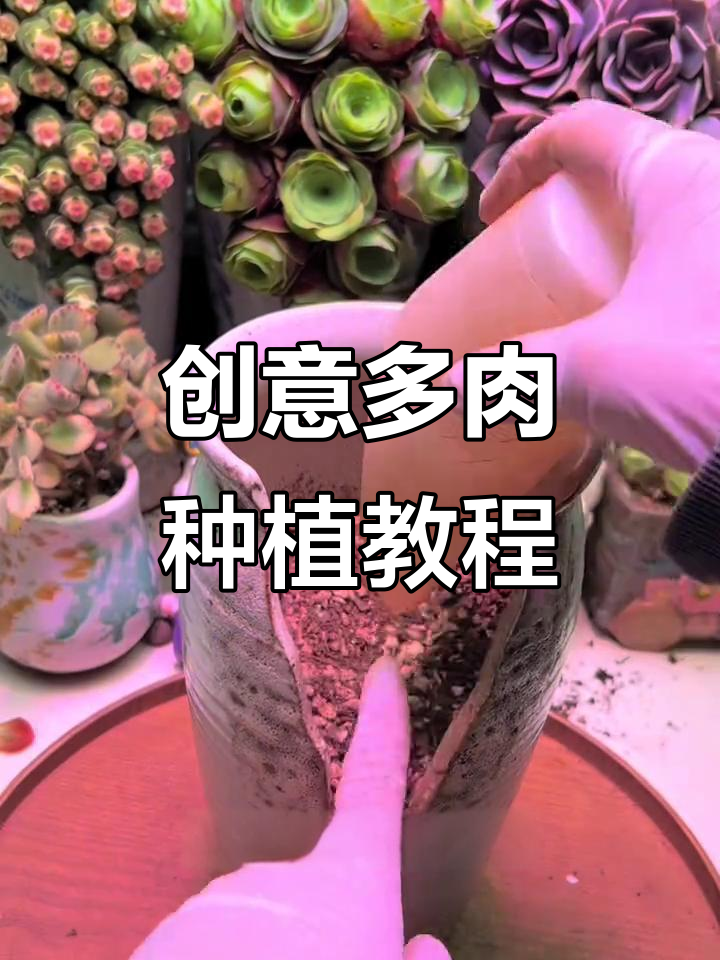 多肉植物拼种技巧大公开,轻松打造个性化阳台造型