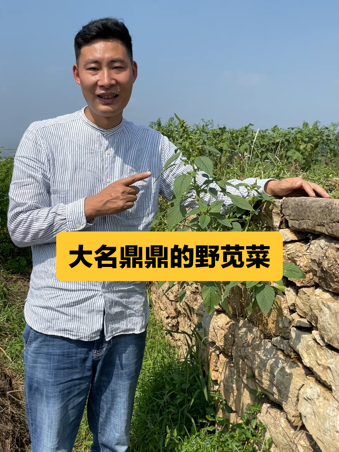 大名鼎鼎的野苋菜