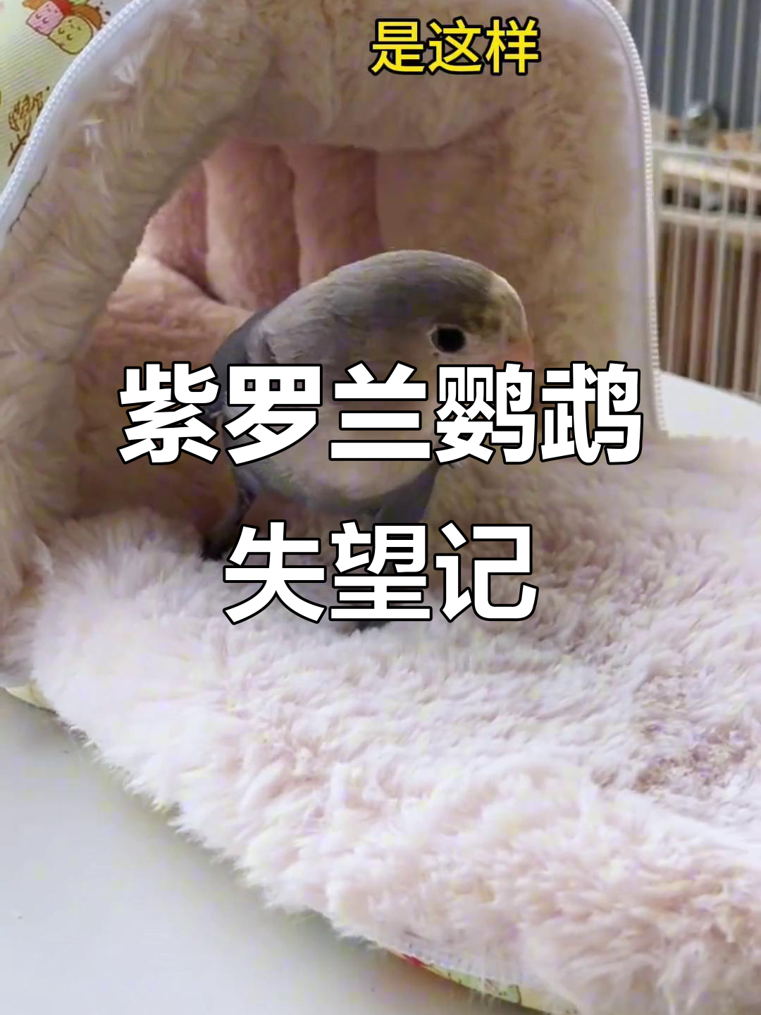 紫罗兰鹦鹉的真相,彻底死心了