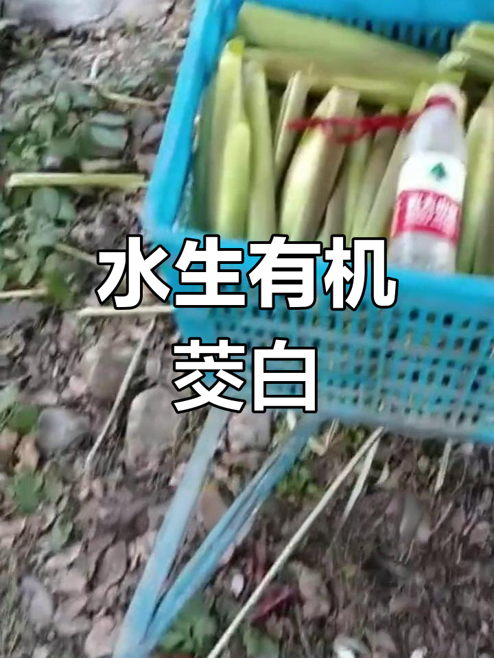 茭白:水中的健康蔬菜