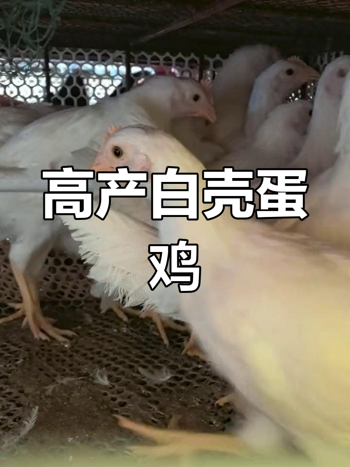 白来航鸡:高产蛋王,意大利品种公母都有