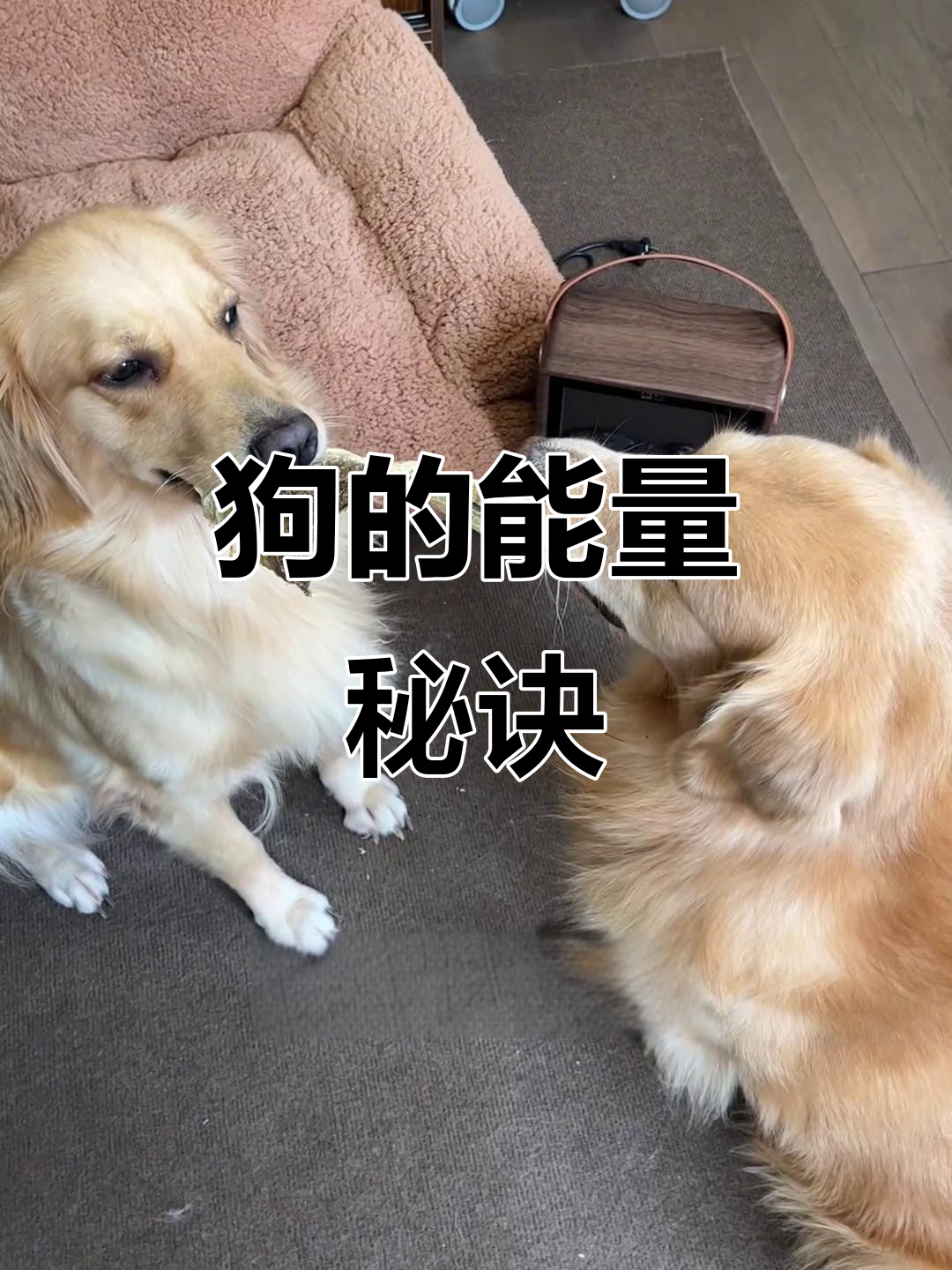 每周给狗吃鳕鱼皮,既解馋又消耗精力,拆家问题迎刃而解