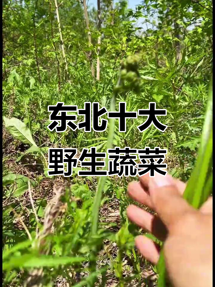 东北十种必吃野菜,看看你吃过几种?