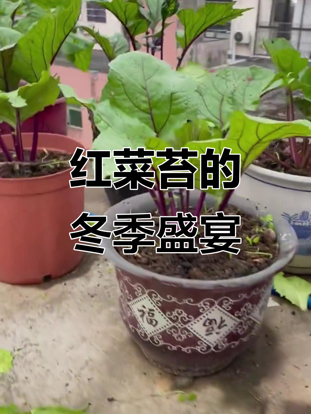 11月起红菜苔持续生长,冬春皆可品尝