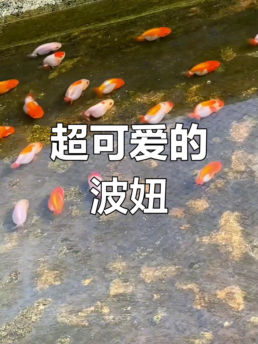 波妞鱼萌态十足,谁不想分享?
